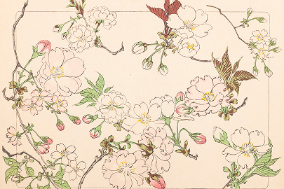 柴田是真　木版画『花くらべ』六編より《桜》明治24年以降　木版多色摺